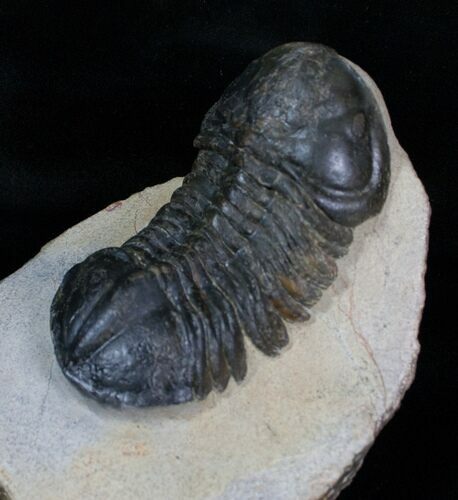 Big / Inch Struveaspis Trilobite #4085